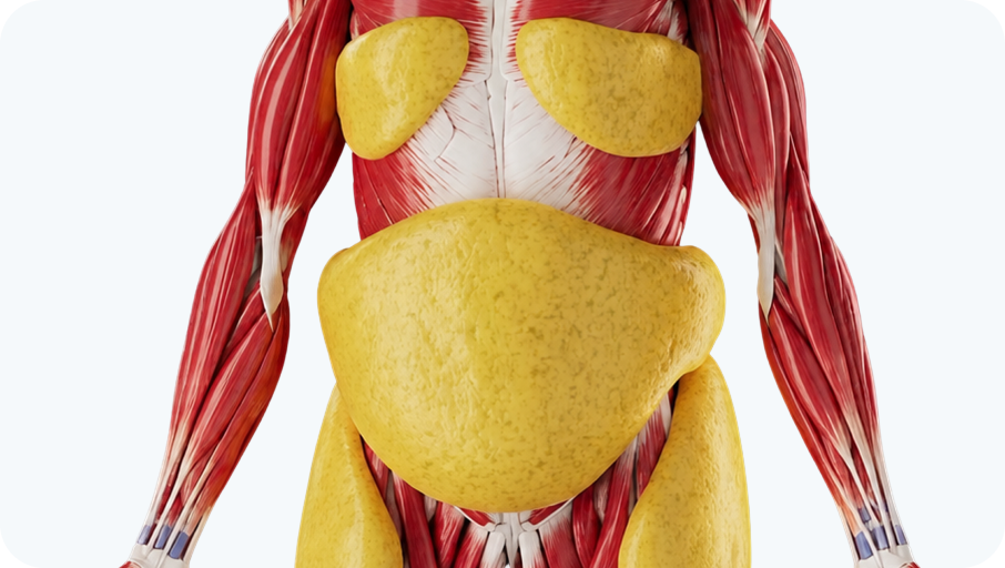 Anatomical rendering of a torso with visceral fat around the organs highlighted