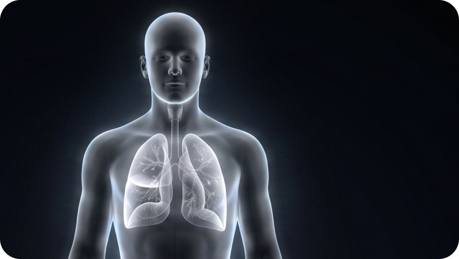 Anatomical rendering of a torso with the lungs highlighted